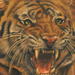 tattoo galleries/ - Nate Beavers Color Tiger Portrait Tattoo